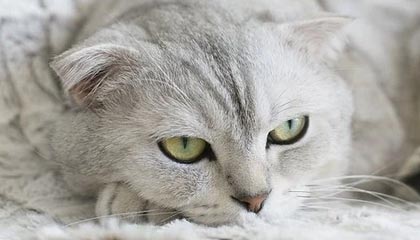 开云娱乐-羽毛球世青赛中国队力保团体冠军，羽毛球世青赛冠军名单