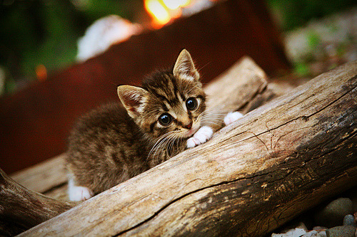 法甲球队利用视频分析提升防守协作与站位效率，法甲球队介绍