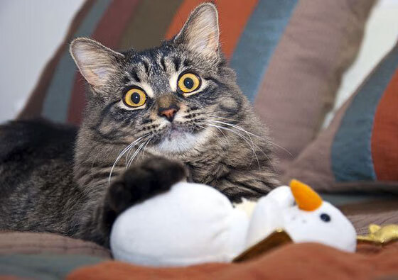 篮球运动员专项力量训练方法及其效果评估，篮球力量训练的特点和主要方法手段