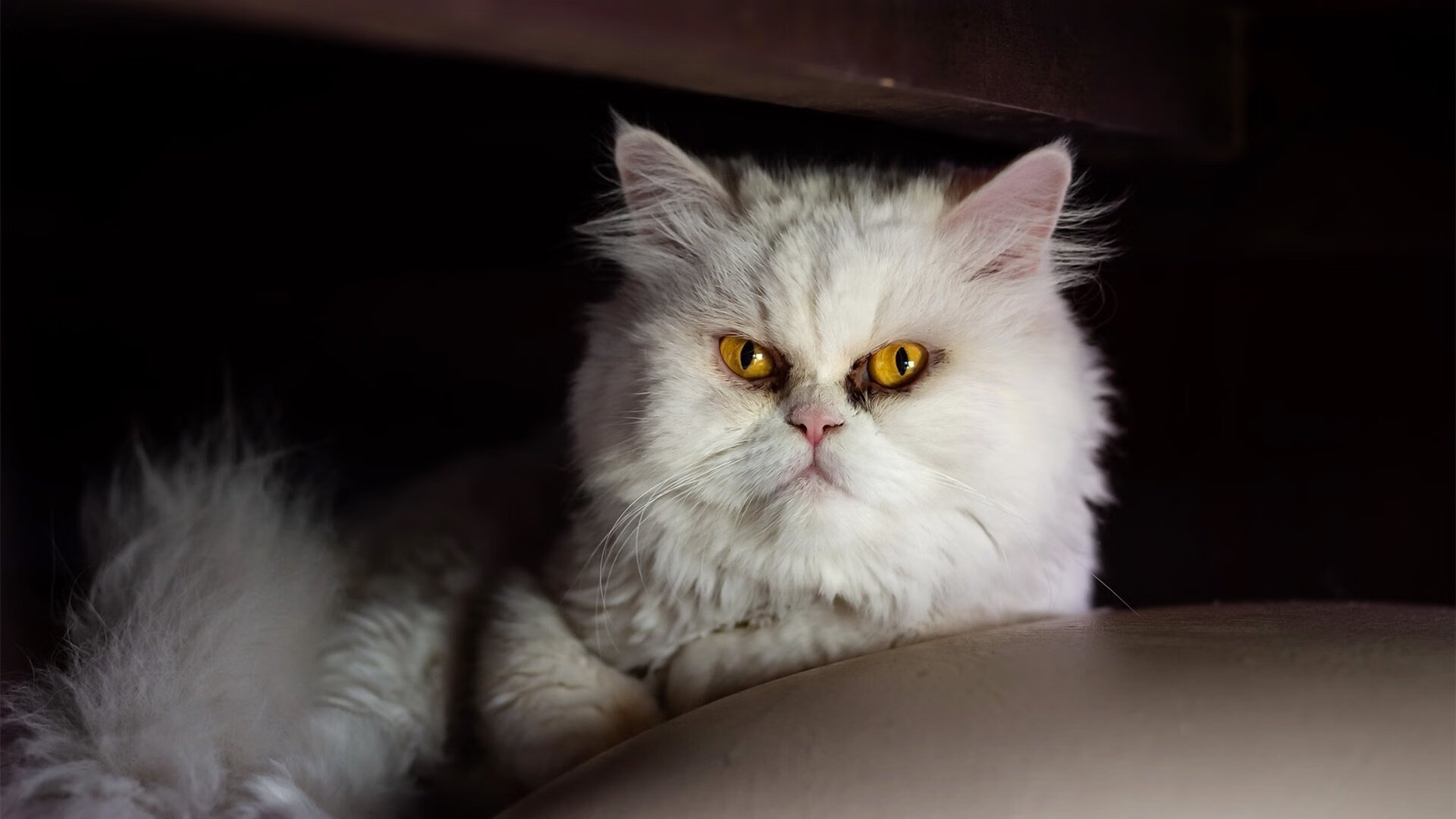 青少年体育锻炼习惯与健康状况关系，青少年体育锻炼的现状