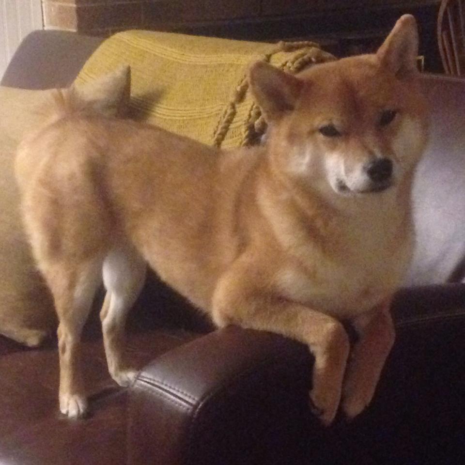 逆袭传奇：逆境中崛起的欧洲球队故事，欧冠史诗级逆转