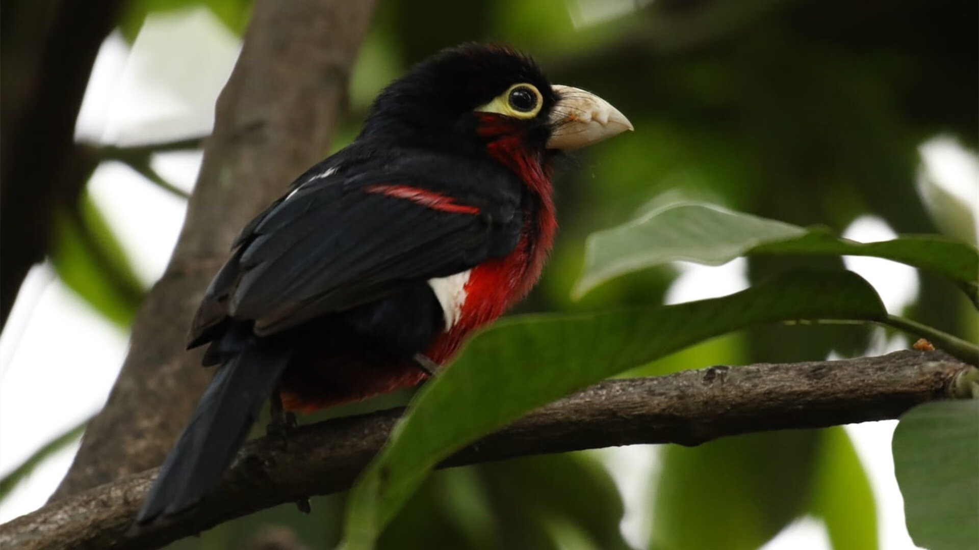 kaiyun网站-团体赛制：澳大利亚队如何利用团队协作增强比赛优势，atp澳大利亚