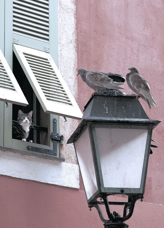 广东队后场双枪配合默契助力关键胜利，广东队后卫排名最新