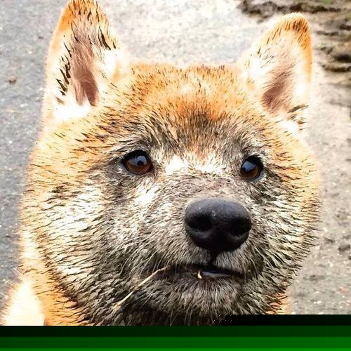 火箭球员伤情更新 预计缺席六周，火箭球员2021