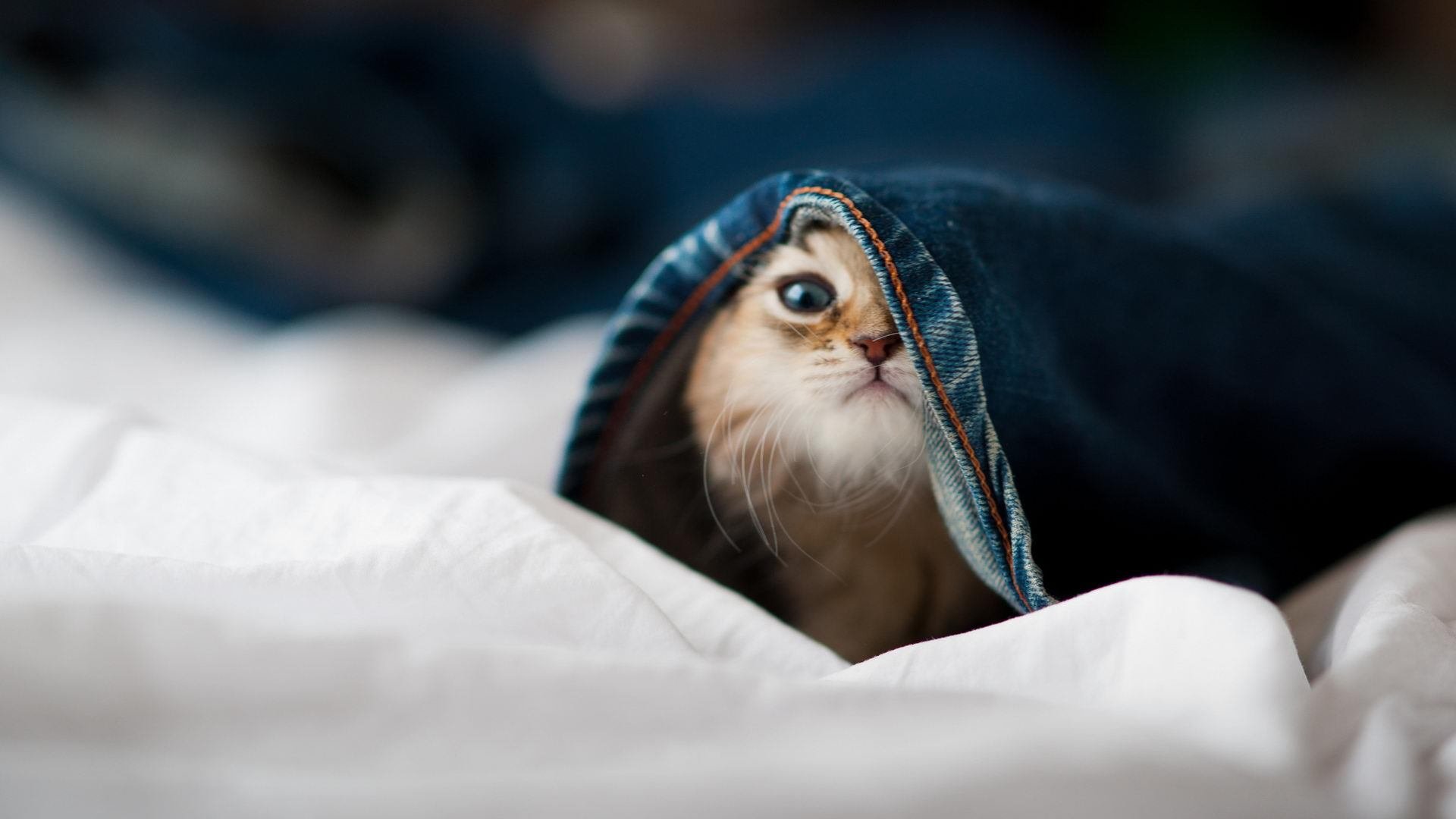 开云官方网页登录-麦基翁带领接力队强势回归，麦基翁采访视频