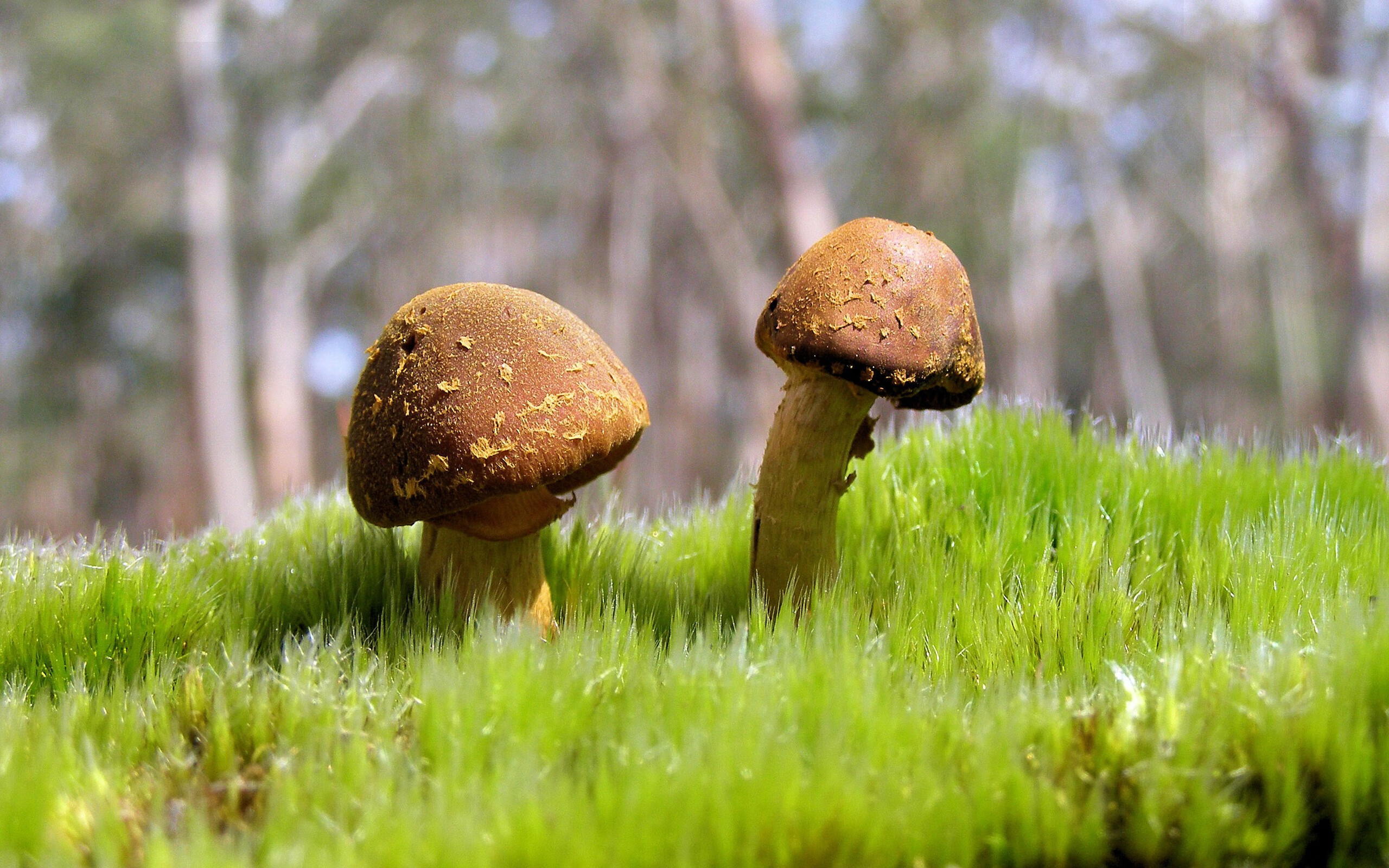 开云体育APP下载-“尼古拉斯·桑特基的比赛掌控力，成为阿根廷美洲狮队的核心力量”