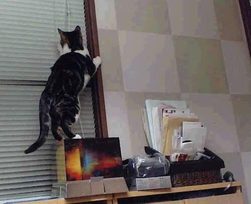 “马科斯·莫奇的防守技术与战术洞察力，成就阿根廷美洲狮队的核心力量”