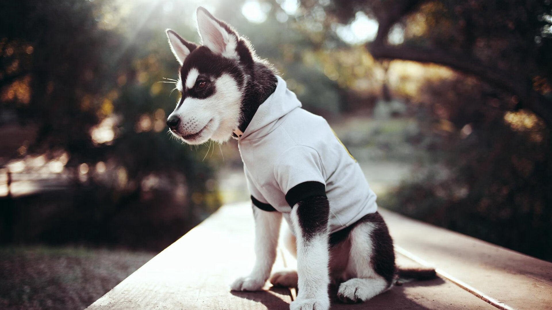 法甲惊险盘球：天才技巧引发疯狂欢呼，法甲盘路解析 宝哥