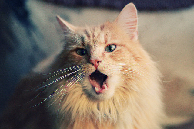 澳大利亚袋鼠队:如何利用球员的综合能力打破对手防线,袋鼠澳大利亚度百科