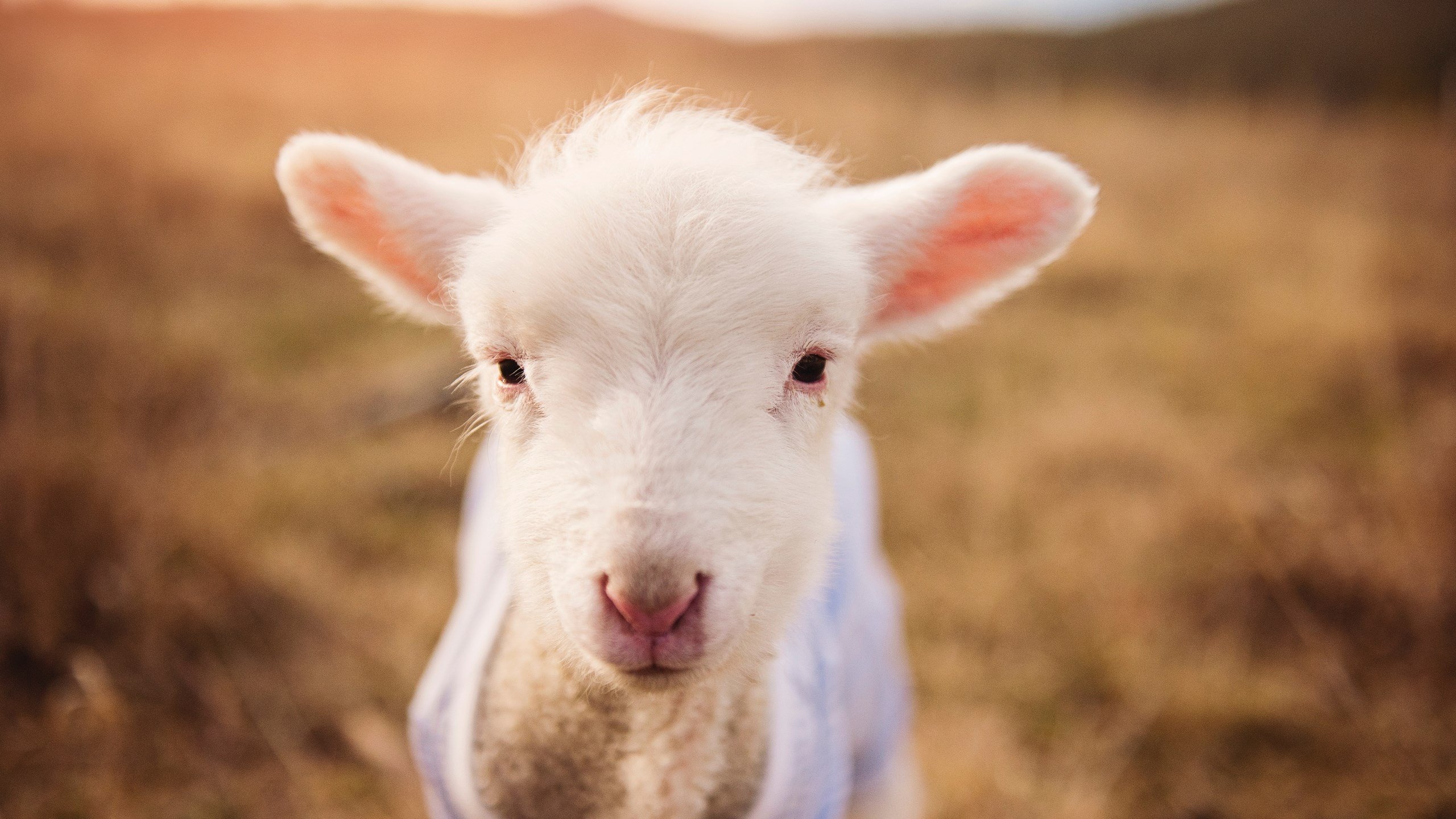 西班牙男篮在欧洲锦标赛中表现出色，夺得金牌